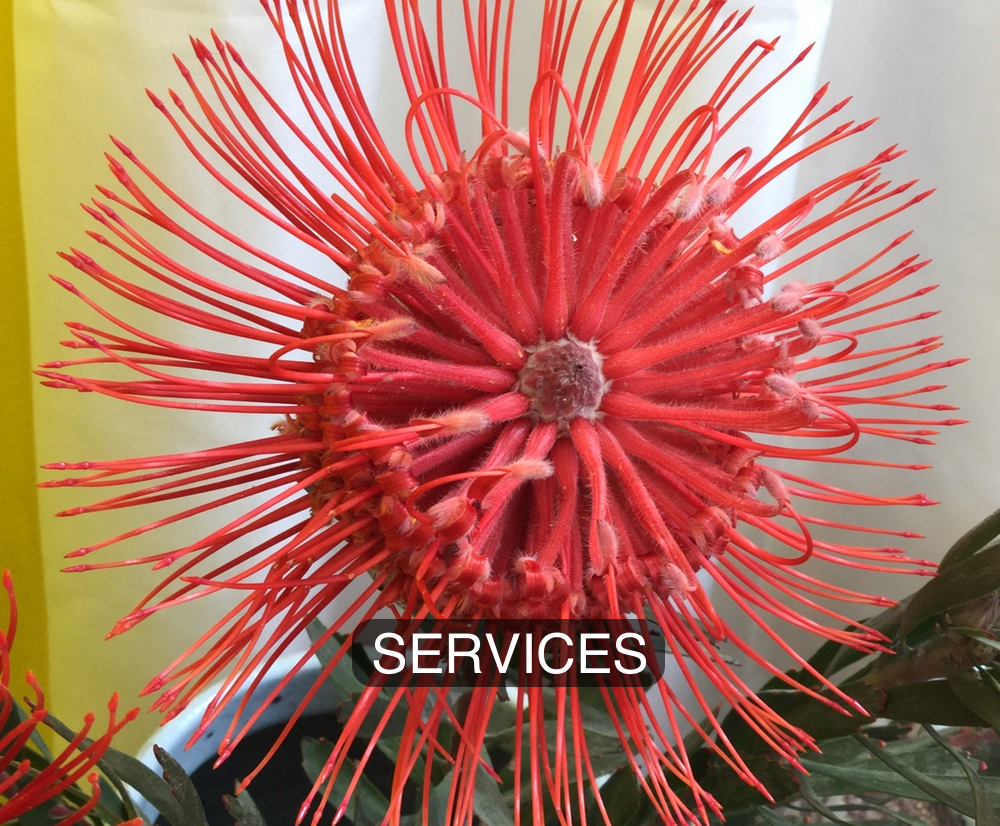 Services